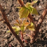 Kako posaditi ribizle u jesenjim sadnicama